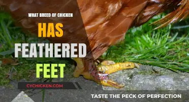 Feathered Foot Chickens: Discover Breeds with Unique Foot Plumage