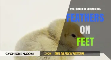 Feathered Feet: Discovering the Unique Chicken Breed with Leg Plumage