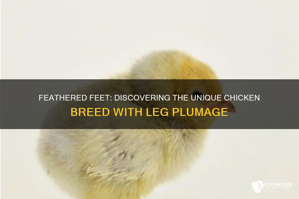 what breed of chicken has feathers on feet