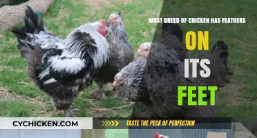 Feather-Footed Breeds: Chickens With Unique Feather Traits