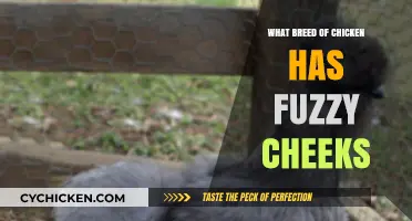 Discover the Adorable Chicken Breed with Fuzzy Cheeks: A Guide
