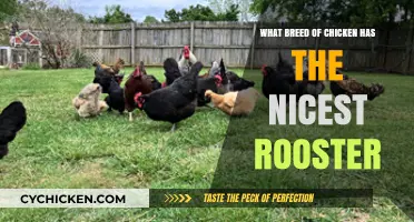 Discovering the Friendliest Rooster Breeds for Your Backyard Flock