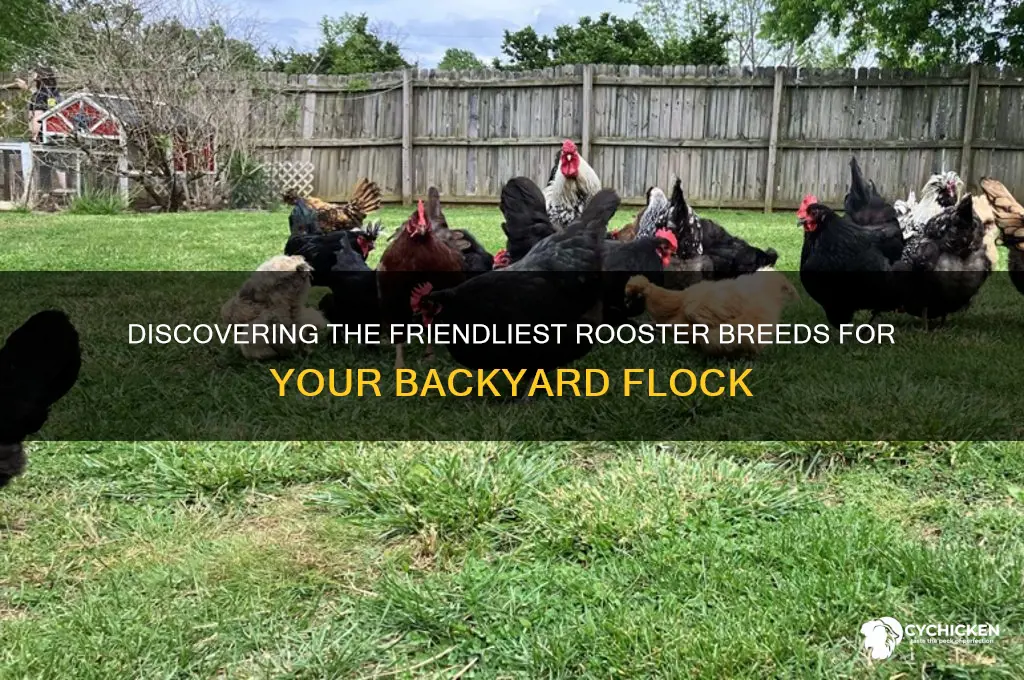 what breed of chicken has the nicest rooster