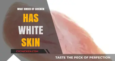 Discovering the Unique Chicken Breed with Naturally White Skin