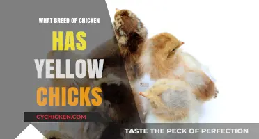 Discovering the Adorable Yellow Chick Breed: A Chicken Lover's Guide