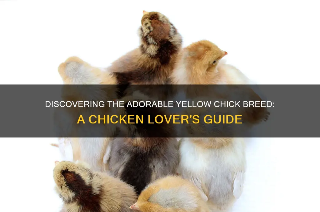 what breed of chicken has yellow chicks