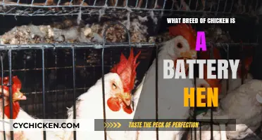 Understanding Battery Hens: Breed, Conditions, and Ethical Concerns