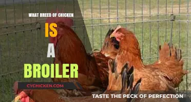 Understanding Broiler Chickens: Breed, Characteristics, and Farming Practices