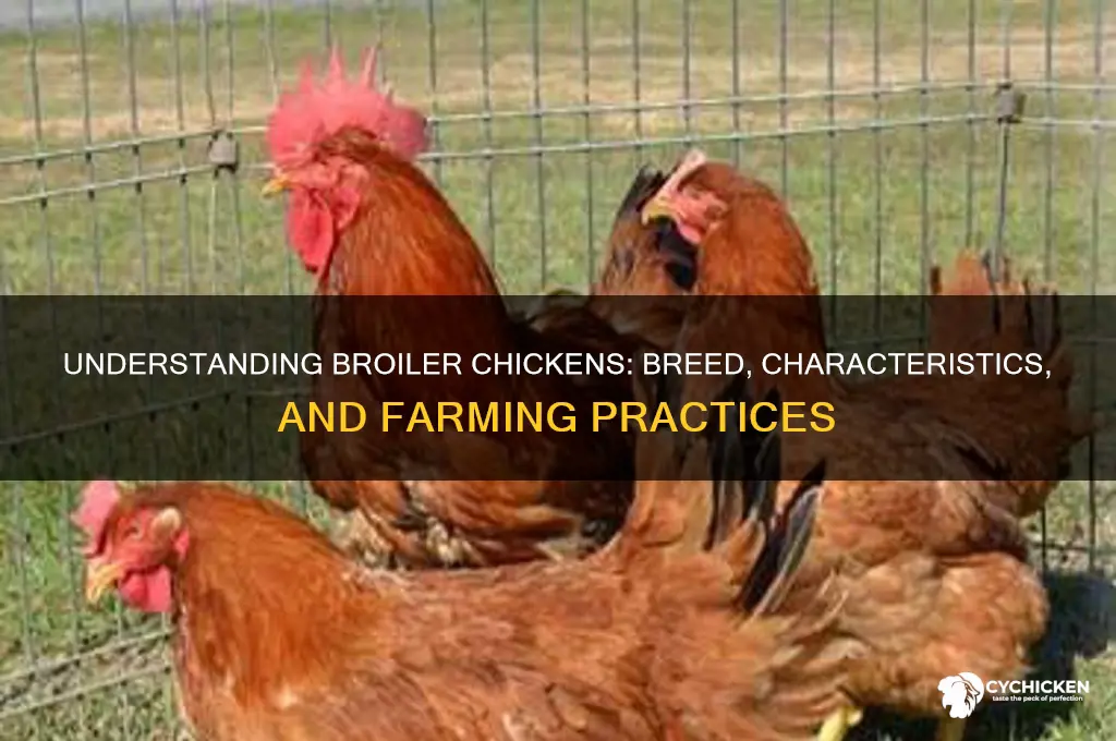 what breed of chicken is a broiler