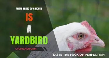 What is a Yardbird Chicken? Exploring the Breed and Characteristics