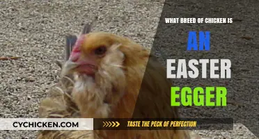 Discover the Easter Egger Chicken Breed: Colors, Traits, and Care Tips