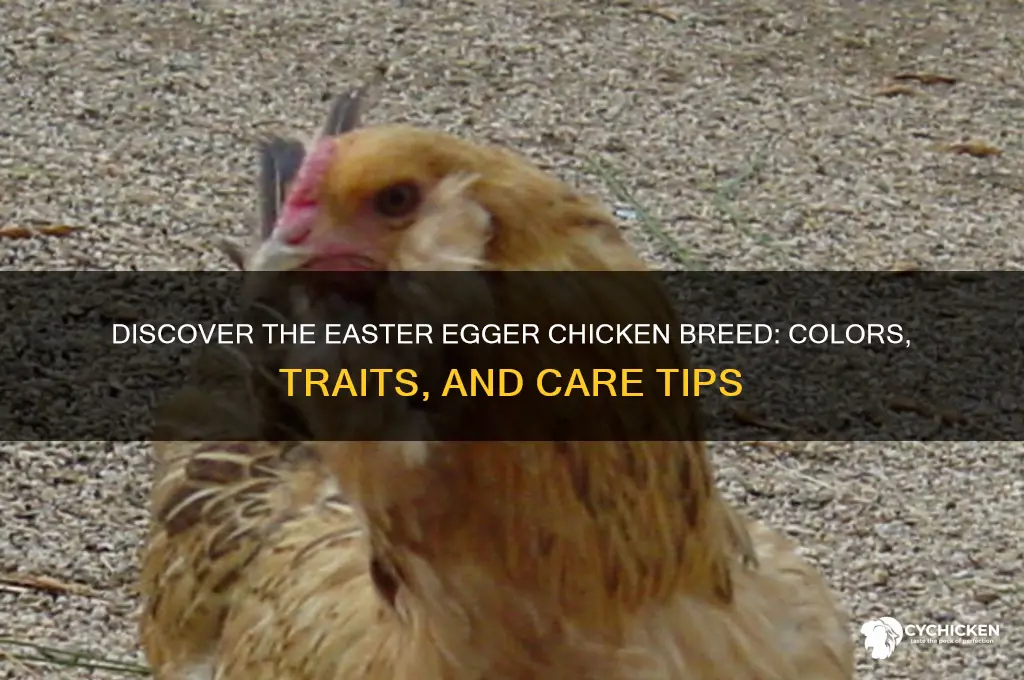 what breed of chicken is an easter egger