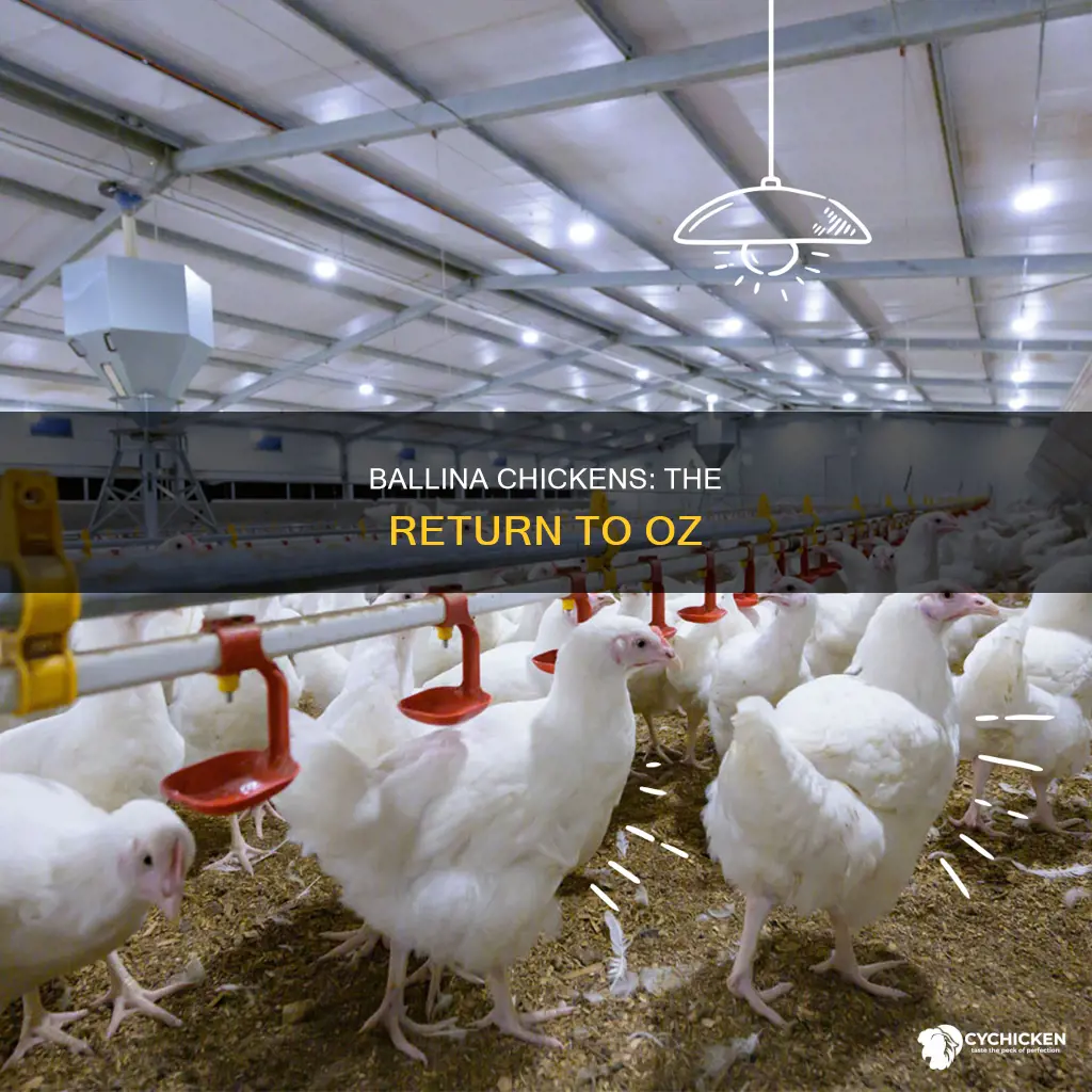 what breed of chicken is ballina in return of oz