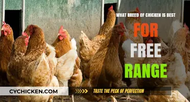 Free-Range Chicken Breeds: Best Options for Your Farm