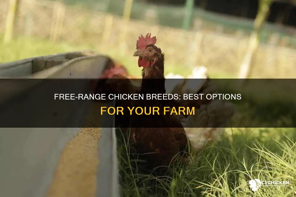 what breed of chicken is best for free range