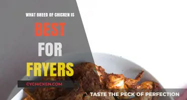 Best Chicken Breeds for Fryers: Top Picks for Juicy, Tender Meat