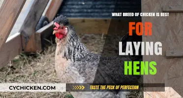 Best Chicken Breeds for Reliable Egg Production