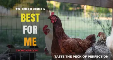 Choosing the Perfect Chicken Breed: A Guide to Your Ideal Match