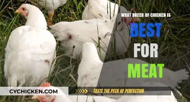 Top Meat Chicken Breeds: Choosing the Best for Your Farm