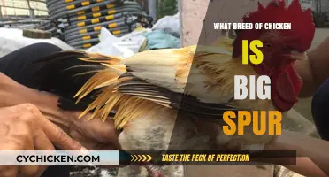 Discovering the Big Spur Chicken Breed: Size, Traits, and Care Tips