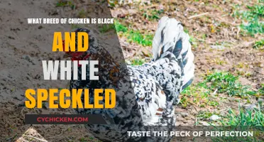 Black-and-White Speckled Chickens: What Breed Is This?