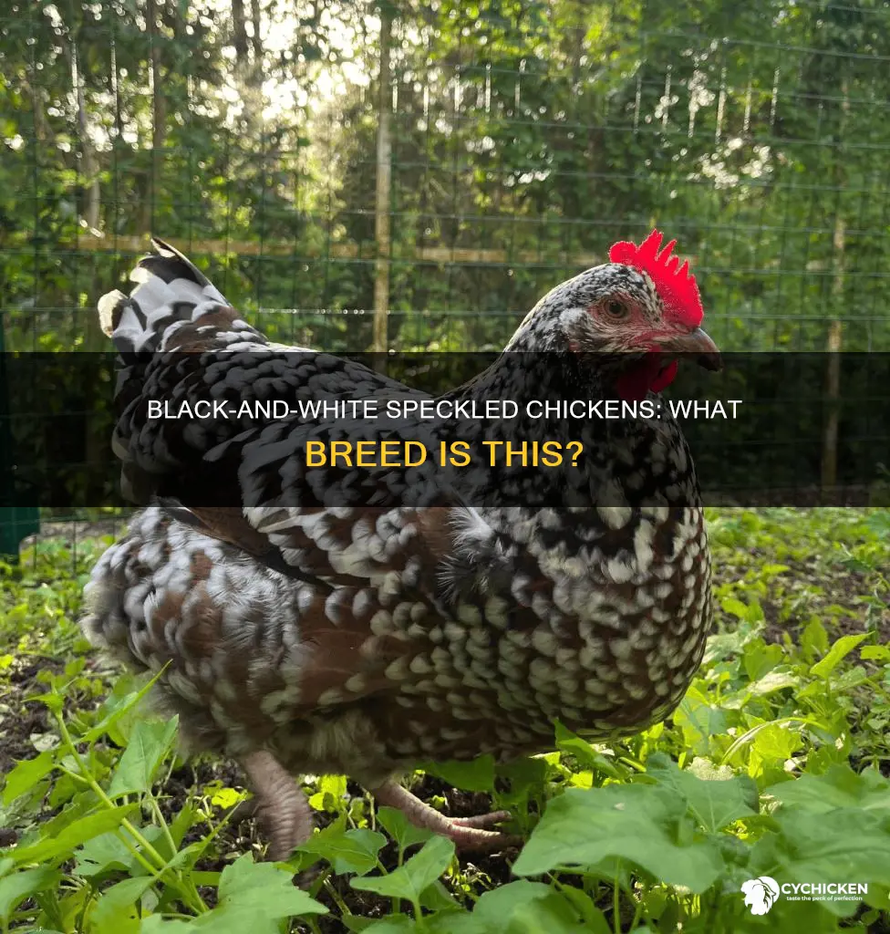 what breed of chicken is black and white speckled