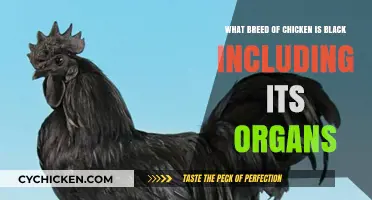Black-boned Silkie Chickens: Uniquely Dark Inside and Out