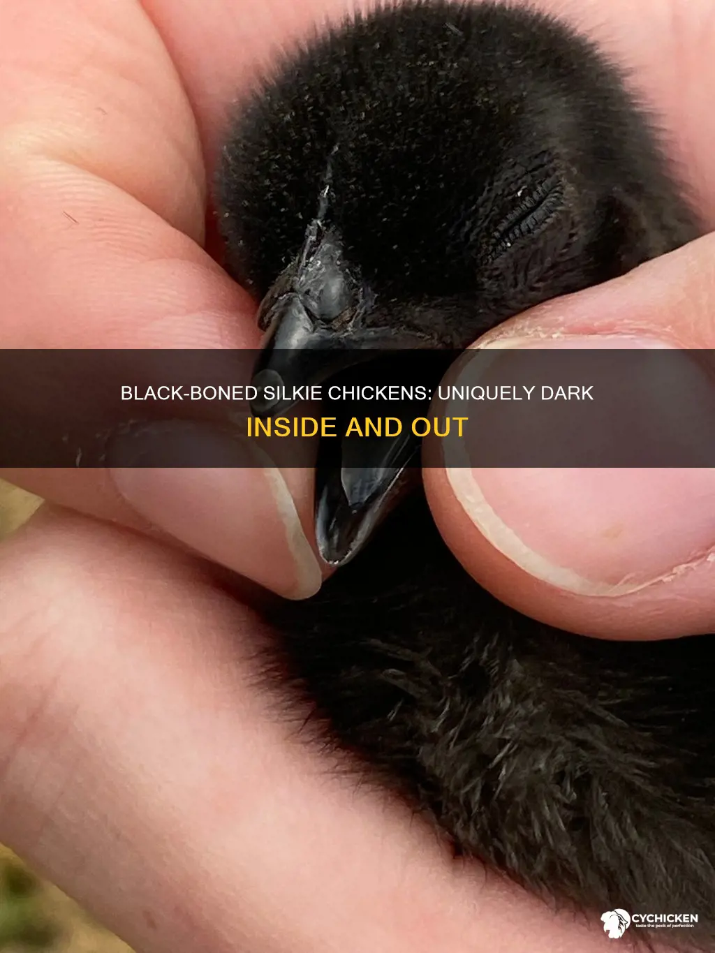 what breed of chicken is black including its organs