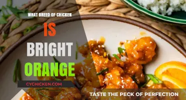 Discover the Bright Orange Chicken Breed: A Vibrant Feathered Wonder