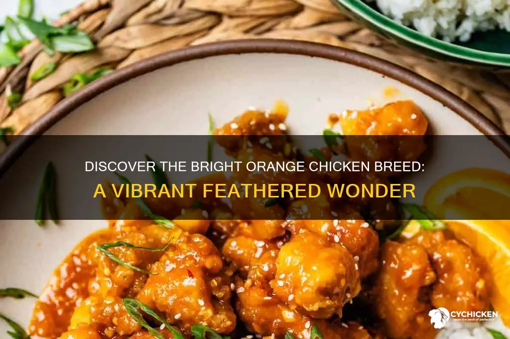 what breed of chicken is bright orange