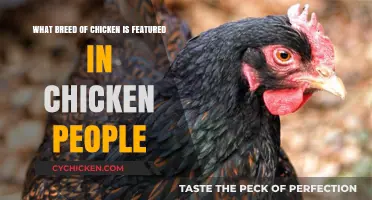 Chicken People: Meet the Featured Chicken Breeds
