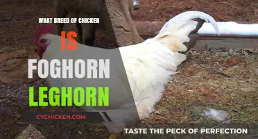 Unveiling Foghorn Leghorn's Breed: A Cartoon Chicken's Real-Life Origins