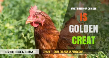 Golden Creat Chicken Breed: Unveiling the Mystery and Characteristics