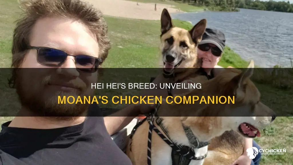 what breed of chicken is hei hei from moana