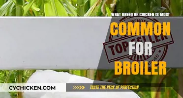 Broiler Chicken Breeds: Most Common Varieties
