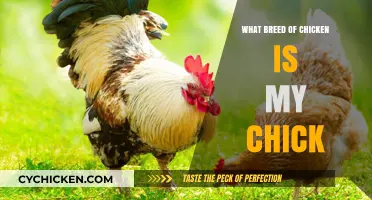 Identifying Your Chick’s Breed: A Beginner’s Guide to Chicken Varieties