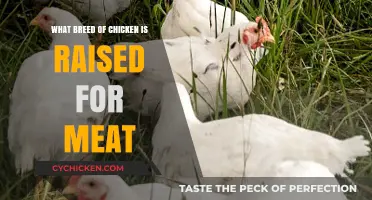 Best Meat Chicken Breeds: Top Choices for Poultry Farmers