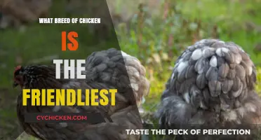 Discover the Most Sociable Chicken Breeds for Your Backyard Flock