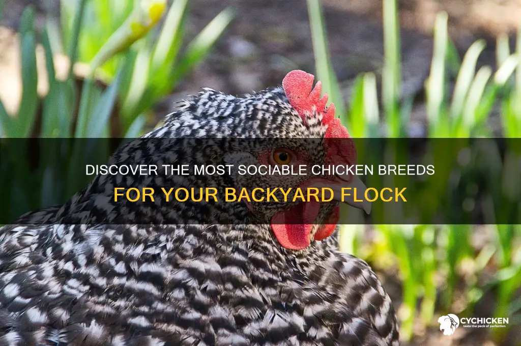 what breed of chicken is the friendliest