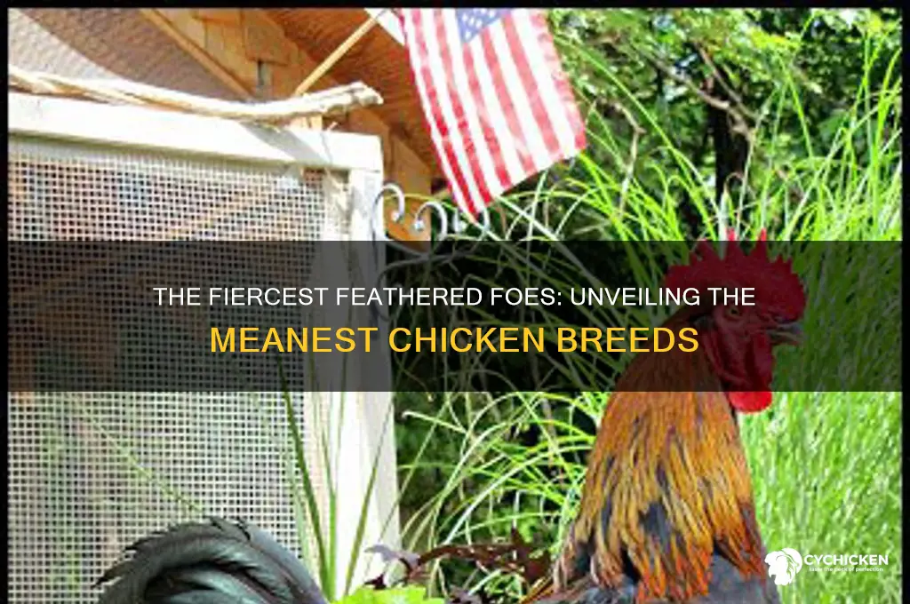 what breed of chicken is the meanest