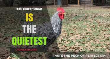 Discover the Quietest Chicken Breeds for Peaceful Backyard Flocks