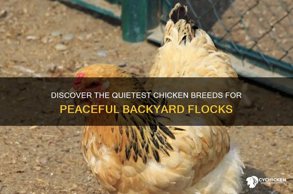 what breed of chicken is the quietest