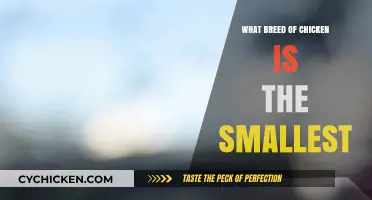 Discover the Tiniest Chicken Breed: A Guide to the Smallest Flock