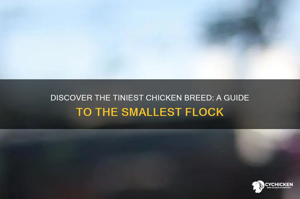 what breed of chicken is the smallest
