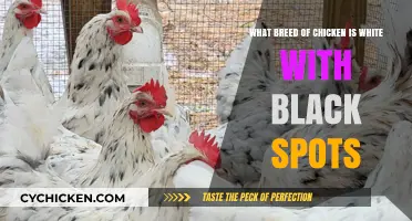 Black-and-White Chicken Breeds: What's in the Spots?