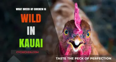 Discover Kauai's Wild Chickens: Unveiling the Island's Unique Breed