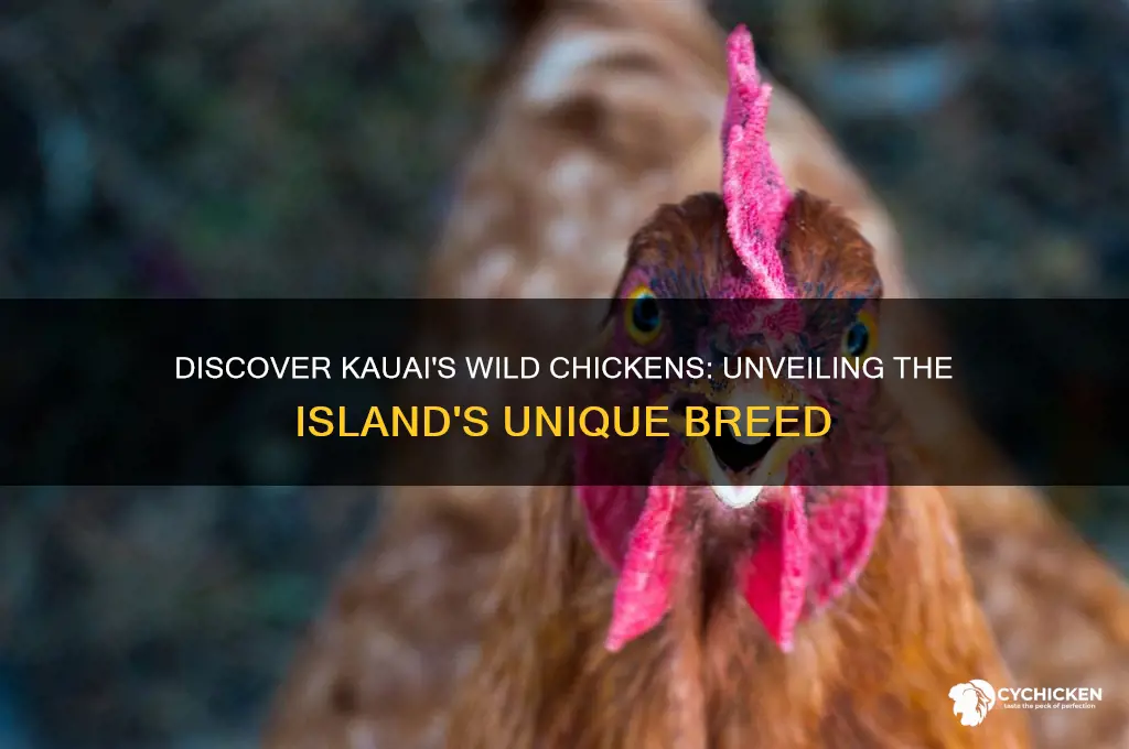 what breed of chicken is wild in kauai