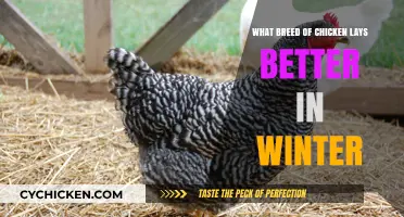 Winter Egg Production: Top Chicken Breeds for Cold Weather Laying