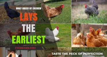 Early Egg Layers: Discover the Chicken Breed That Lays First