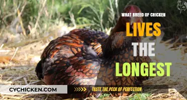 Discover the Longest-Living Chicken Breeds for Your Flock's Lifespan